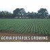 AGRIA POTATOES  5KG Bag Pukekohe Grown